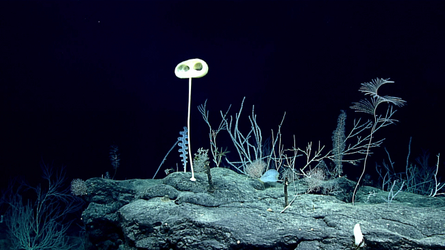 In 2016, a team exploring via NOAA Ship Okeanos Explorer encountered this sponge, reminiscent of the space alien from the movie, "E.T.: The Extra-Terrestrial." The team collected a sample of the sponge that scientists from NOAA Fisheries and the Smithsonian National Museum of Natural History later analyzed and determined to be a new genus and species, which they have named Advhena magnifica, Latin for “magnificent alien.” 