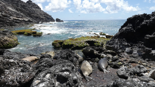 Monk seals resting on one of the few haul-out areas at Mokumanamana in the Hawaiian Islands in 2019. 