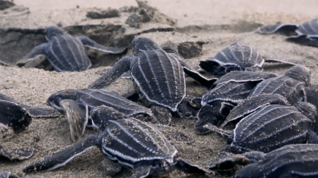 Leatherback turtle hatchlings on a beach.