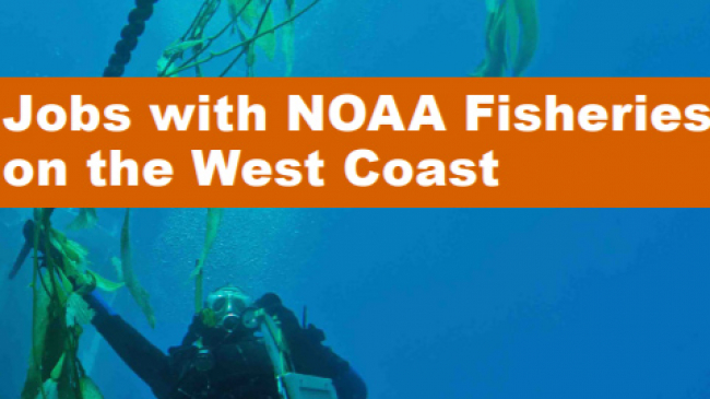 An image of a scuba diver in a kelp forest with the text, "Jobs with NOAA Fisheries on the West Coast."
