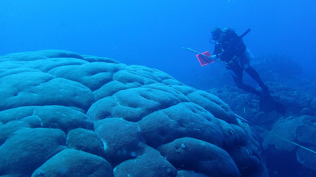 NOAA Research Ecologist and scuba diver Shay Viehman finishes up a survey of corals in the deep blue waters of Flower Garden Banks National Marine Sanctuary. In the foreground is a huge mound of corals.