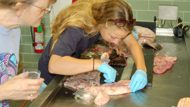 A student in a laboratory setting dissects a fish while wearing gloves and holding a scalpel.