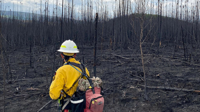 A firefighter surveys part of the area burned by the Isom Creek Fire in Alaska on Saturday, June 13, 2020.