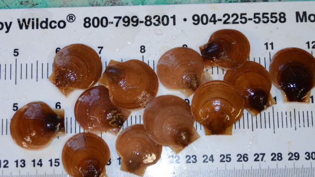 Scientists from NOAA and the University of Connecticut will work with the scallop industry to study the effects of ocean acidification on scallops as pictured here at NOAA's Northeast Fishery Science Center lab in Milford, Connecticut.