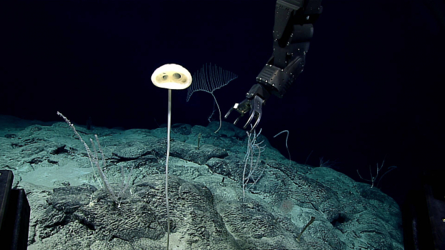 The so-called "E.T. sponge" (Advhena magnifica) prior to being collected in 2016 at a depth of -6,560 feet. Scientists call this class of sponges “glass sponges'' because their skeletons are made of silica (glass). 