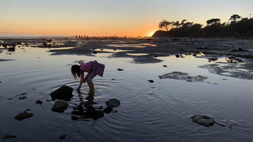 A young girl reaches into a tide pool as she discovers something of interest. The sun is setting in the background, providing silhouettes of other people tidepooling in the distance with a low hillside and a tree in the frame.