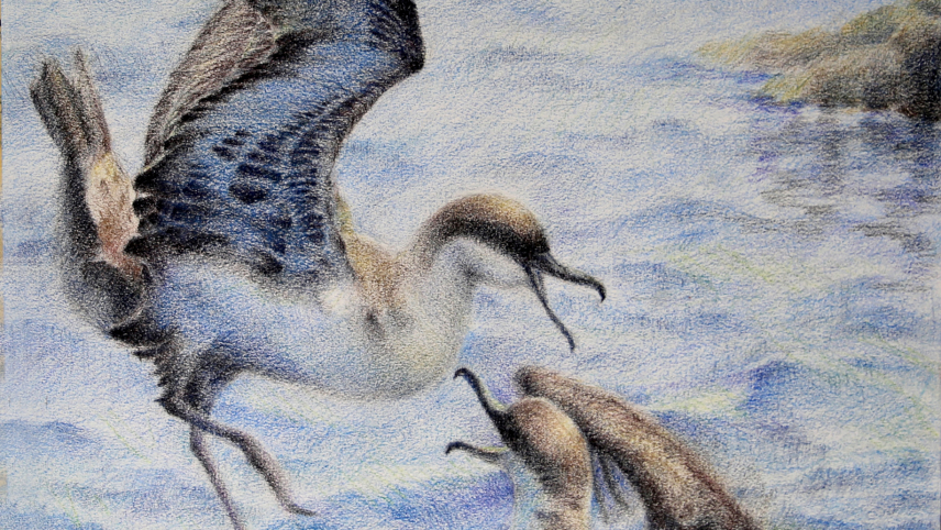 Artwork of an adult shearwater meeting a juvenile shearwater bird at the surface of the water.