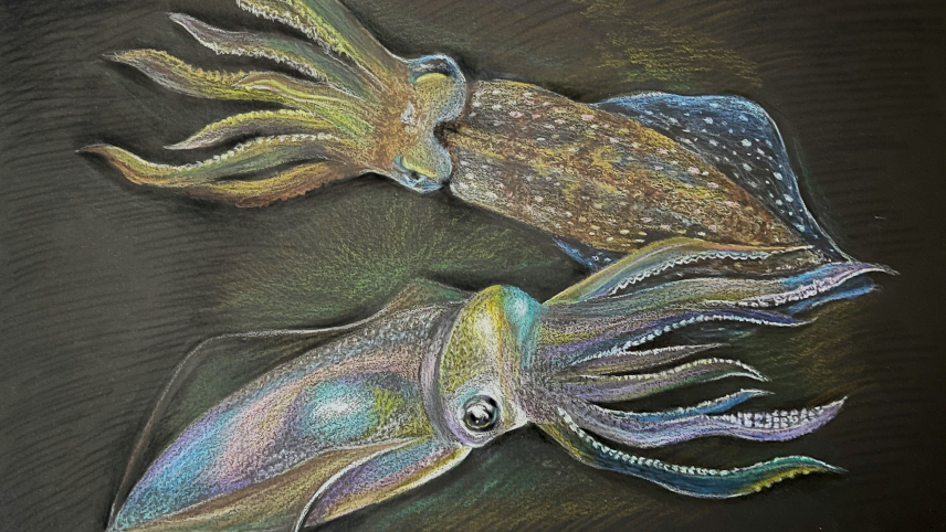 Artwork of two squid with iridescent blue, pink, and purple colors.