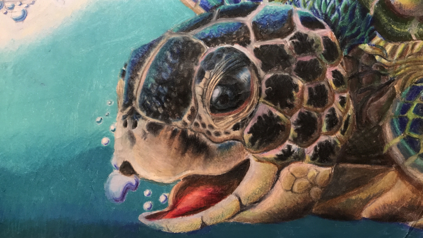 Artwork of a Green sea turtle face with its mouth agape.