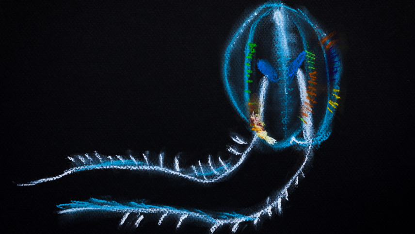 Artwork of a marine invertebrate with neon colors at the head.