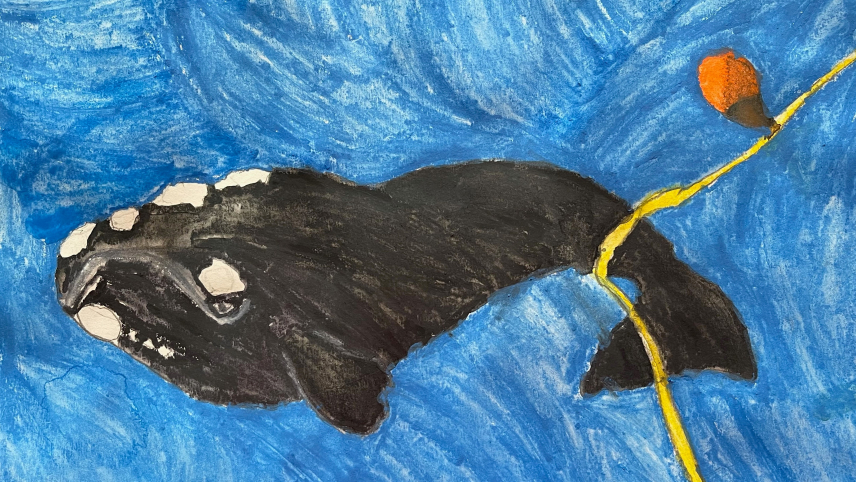 Artwork of a right whale with fishing pot line wrapped around its fluke.