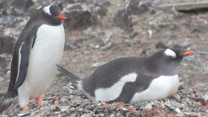 Two small penguins on stony terrain. One lays on a pile of small stones and the other stands watch. The penguins have dark gray backs with the exception of an elongate white blotch extending from the top of their eyes, and white stomachs.