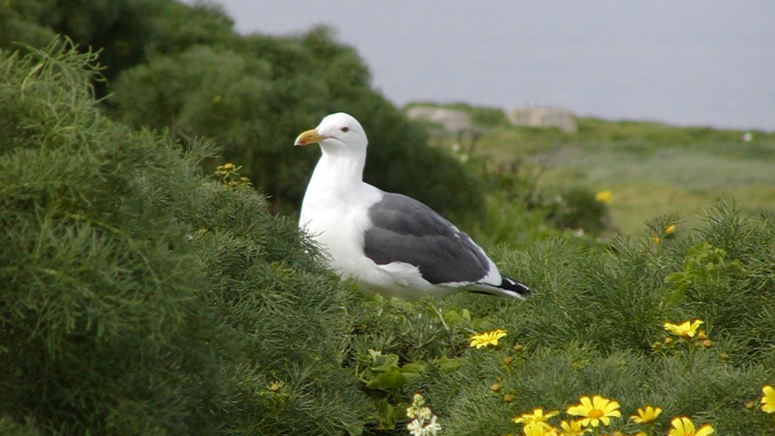 A Western gull stands amidst greenery and yellow flowers.
