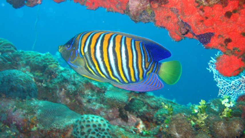 A regal angelfish swims through a coral reef. It has electric blue, bright yellow, and white stripes and a bright green tail.