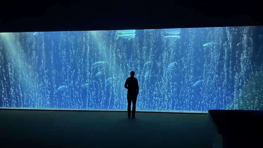 Silhouette of a person standing in front of an aquarium tank filled with fish and bubbles.