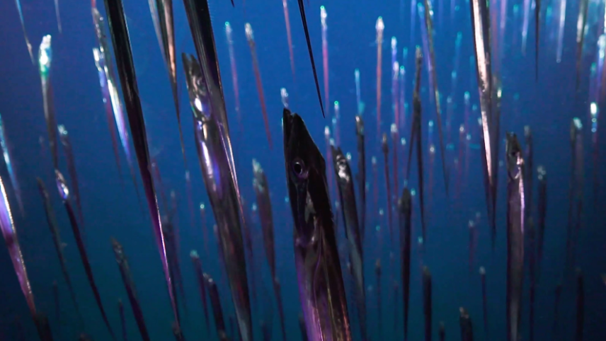 Dozens of long, thin, shiny fish that look like daggers, or their namesake, cutlasses, are vertical in the water, and relatively evenly spaced from one another.