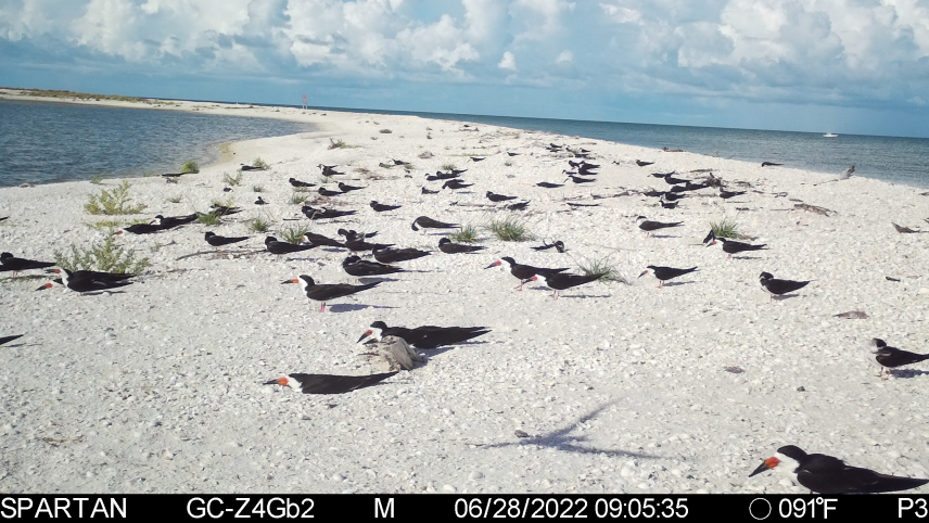 A few dozen black skimmers cluster unevenly, resting on a narrow sandbar. Their black bodies stand out starkly against the sand, which appears nearly white on the sunny day. A bar across the bottom of the photo indicates that the image was captured June 28th, 2022, at 9:05 a.m., and it was 91 degrees Fahrenheit.