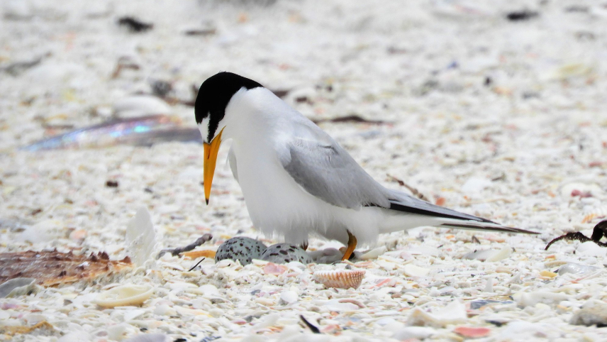 A white bird with light gray wings, a black capped head, and a long orange beak, stands over two eggs tucked into a shell-covered beach.