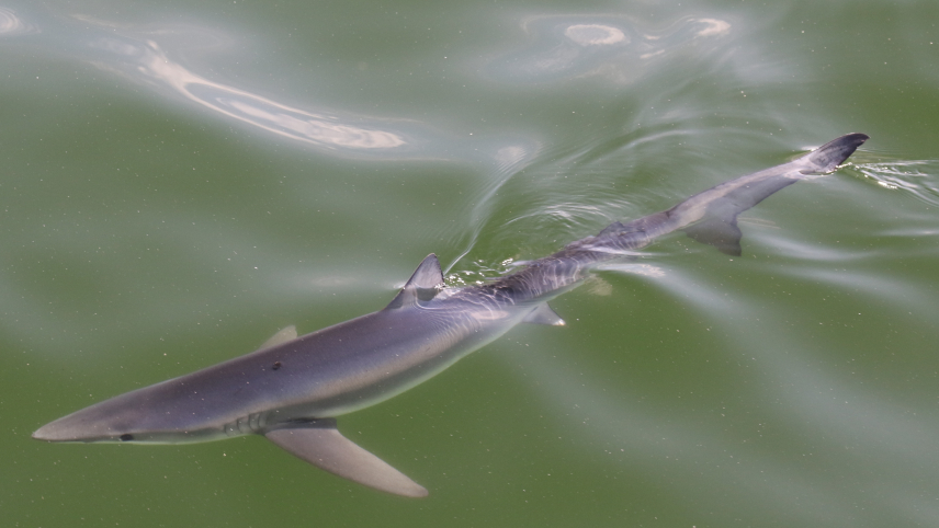 A blue shark swims in green-tinted water.