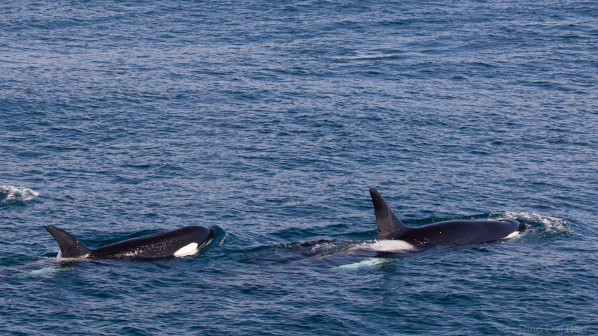 Three orcas have their backs poking out of the water as they catch a breath amid a deep blue ocean.