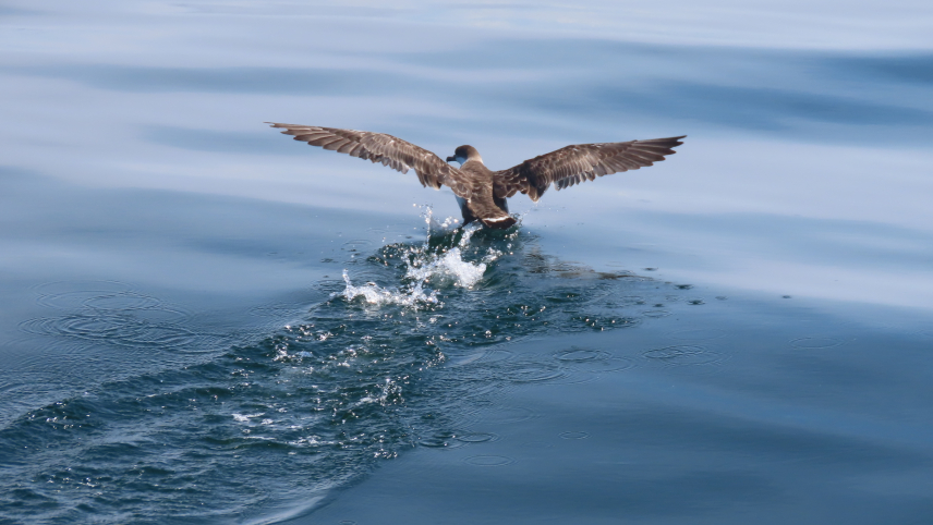 A brown bird is flying into the ocean. It has its wings spread as if it has just landed in the water. Underneath its legs is a splash and ripple of water.