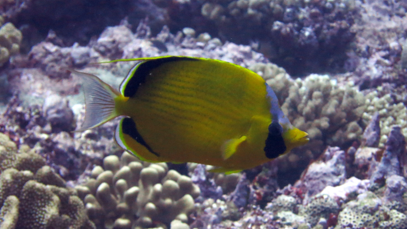 Dotted butterflyfish (Chaetodon semeion)