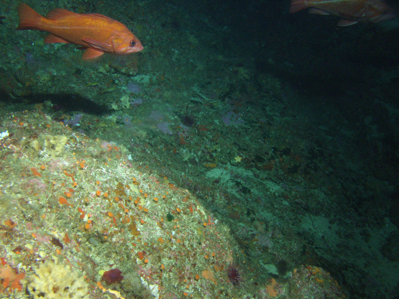 Vermillion Rockfish (Sebastes miniatus) on rocky reef habitatat 95 meters depth