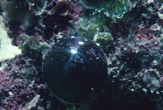 Bubble algae, Valonia ventricosa, at 1 meter on reef crest