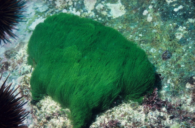 Turtle weed, Chlorodesmis fastigiata, at 6 meters depth