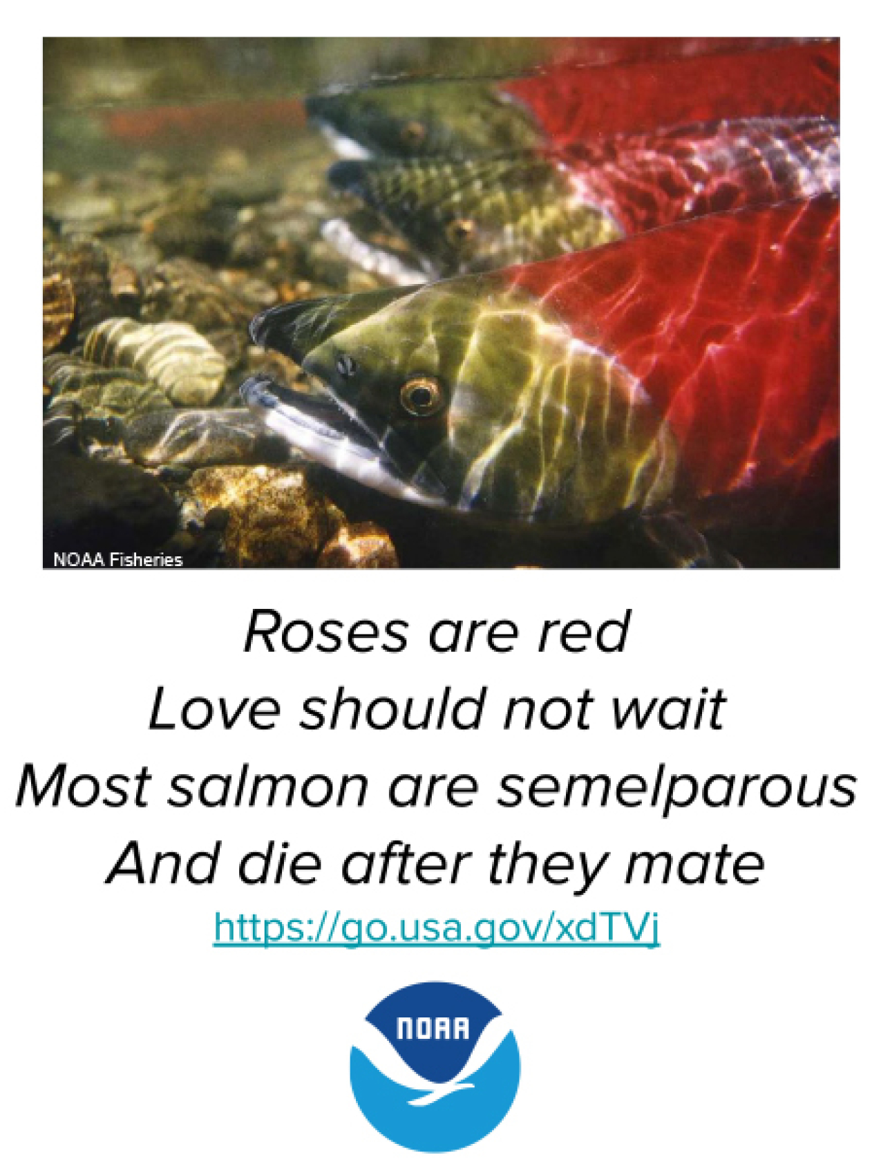 A printable two-sided valentine. The front side has a photo of a salmon in a rocky riverbed and reads “Roses are red, love should not wait. Most salmon are semelparous, and die after they mate.” The back side reads “When sockeye salmon spawn, they turn bright red. Males will also grow a large hump on their back and have hooked jaws. These salmon live up to five years and are semelparous, meaning that they will die after they spawn.” Link: https://go.usa.gov/xdTVj   