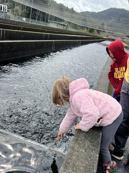 A child leans over and drops pellets into a rectangular outdoor basin where the water appears to churn with the movements of small fish. Another child and a barely visible adult watch her. 