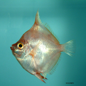 Boarfish ( Antigonia capros )