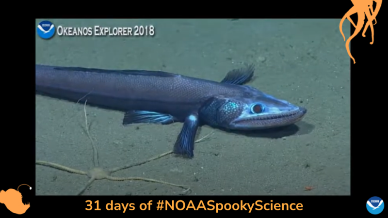 Bathysaurus, a long eel-like fish sits on a sandy ocean bottom. Border of the photo is black with orange sea creature graphics of octopus tentacles and an anglerfish. Text: 31 days of #NOAASpookyScience