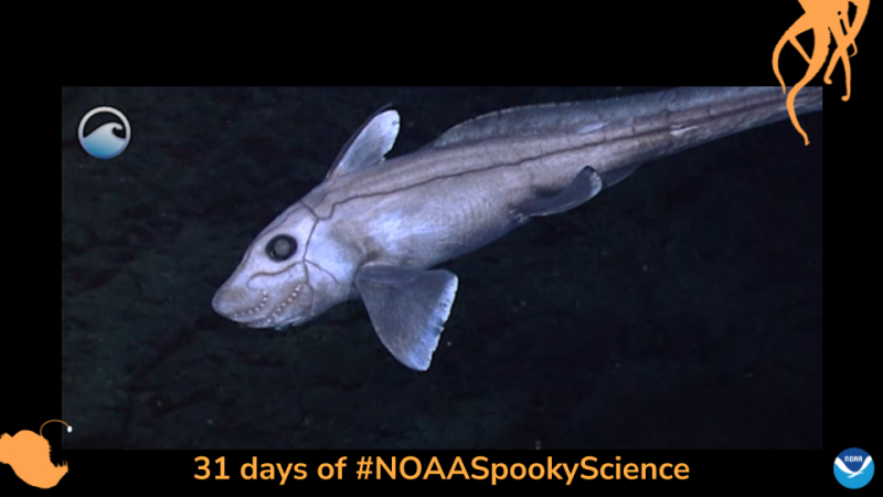 A streamlined grey fish swims in the deep ocean. Border of the photo is black with orange sea creature graphics of octopus tentacles and an anglerfish. Text: 31 days of #NOAASpookyScience