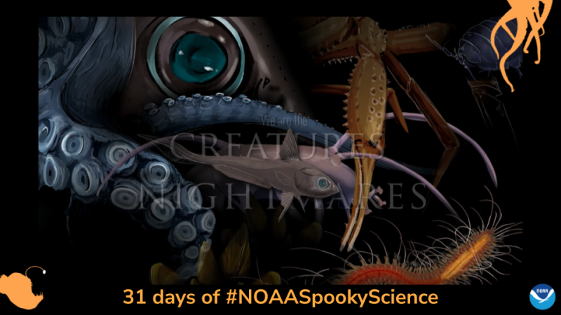 Illustration of deep marine sea creatures. Text: We are the creatures of nightmares. Border of the photo is black with orange sea creature graphics of octopus tentacles and an anglerfish. Text: 31 days of #NOAASpookyScience