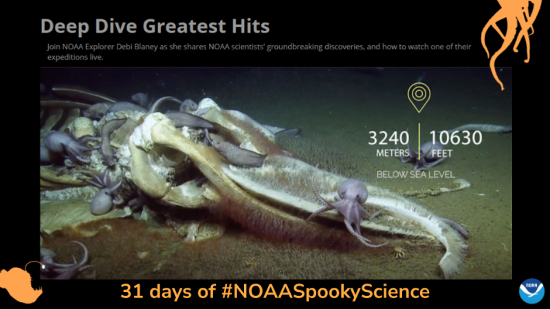 A screenshot of a video with a still image of a whale carcass on the bottom of the ocean. Border of the photo is black with orange sea creature graphics of octopus tentacles and an anglerfish. Text: 31 days of #NOAASpookyScience, Deep Dive Greatest Hits. 
