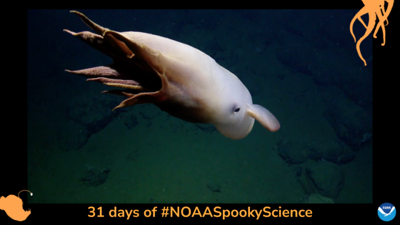 An umbrella octopus swims through the deep ocean. The octopus is a cloudy pinkish-white color. Border of the photo is black with orange sea creature graphics of octopus tentacles and an anglerfish. Text: 31 days of #NOAASpookyScience