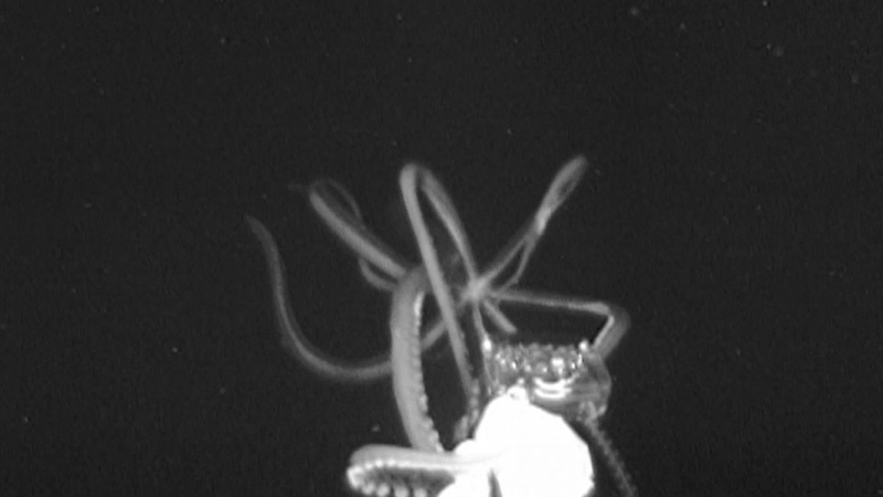 
NOAA-Funded Expedition Captures Rare Footage of Giant Squid in the Gulf of Mexico. The squid footage was captured by the Journey into Midnight NOAA research expedition at a depth of 759 meters (2,490 feet) and looked to be 10 - 12 feet long.