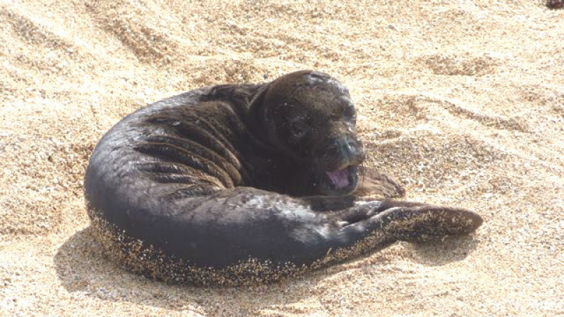 This is Kilo languishing on the beach after her mother abandoned her. NOAA Fisheries captured and transferred the pup to the Marine Mammal Center for veterinary care.
