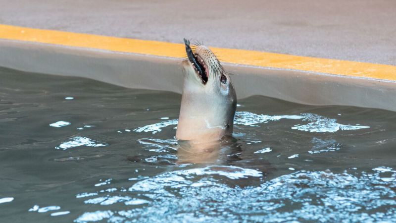 Thanks to the efforts by The Marine Mammal Center, the rescued monk seals were soon able to feed themselves.