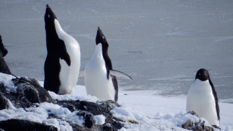 Penguins are Antarctica’s iconic, cold-weather bird.