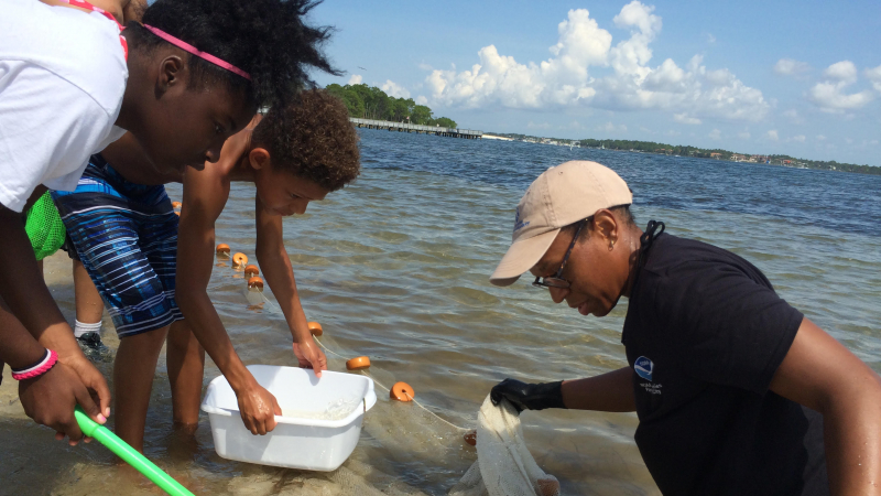 NOAA staff members joins 2 students in the water to try to grab a sample. NOAA staff holds a net in the water, one student holds a smaller handheld net for scooping, and another student holds a bucket.
