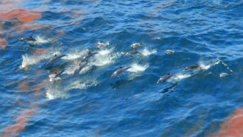 Striped dolphins (Stenella coeruleoalba) observed swimming in emulsified oil from the 2010 Deepwater Horizon Gulf of Mexico oil spill. Studies showed the exposure to oil caused serious health and reproductive issues.