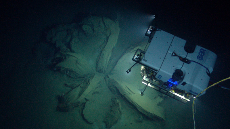 NOAA's remotely operated vehicle Deep Discoverer surveys a natural extrusion of tar on the floor of the Gulf of Mexico.