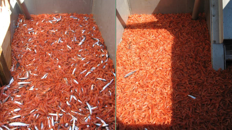 Left: A pink shrimp haul without the use of LED lights shows threatened Eulachon (smelt) bycatch. Right: The results of LED lights hung on the trawl lines