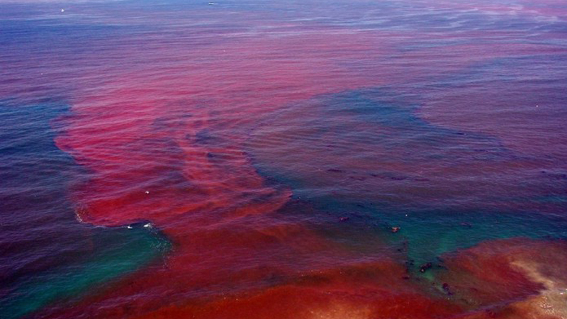 A harmful algal bloom offshore of San Diego County, California. Many people use the term “red tide” to refer to harmful algal blooms, but not all HABs turn the water red. Blooms may appear in a variety of colors depending on the species of algae involved – and some HABs have no color at all.