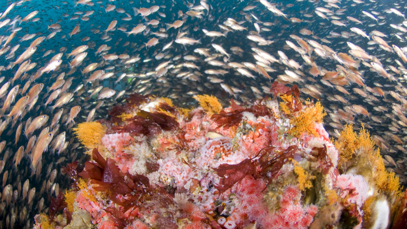 Coral reefs, like this one in Cordell Bank National Marine Sanctuary support an impressive array of marine life. 