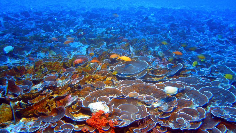 Mesophotic coral ecosystems, such as this one found at 230 feet in Maui's 'Au'au Channel, are populated with many of the same fish species found on shallow reefs. 