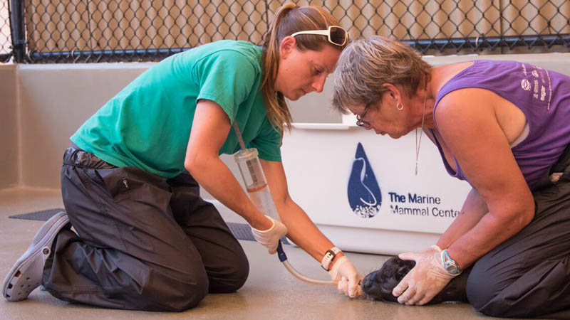 Many of the malnourished seal pups required extensive care. This seal was so weak that the veterinarians had to carefully feed him in order to start him on his way to recovery. 