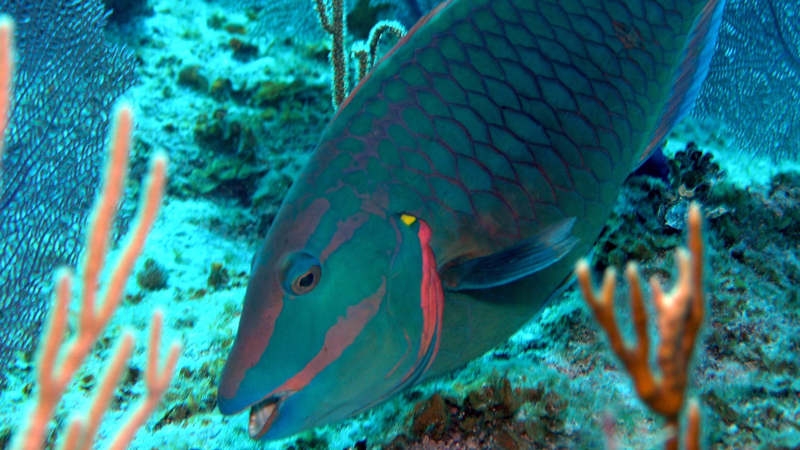 Parrotfish in the Cayman Islands.